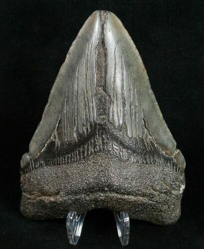 Megalodon Tooth - South Carolina #10802